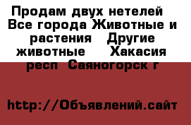 Продам двух нетелей - Все города Животные и растения » Другие животные   . Хакасия респ.,Саяногорск г.